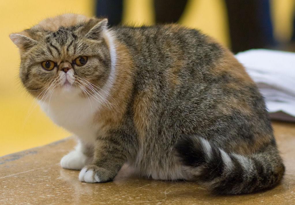 Exotic Shorthair Cats in Brentwood: Care, Breathing, and Everyday Comfort