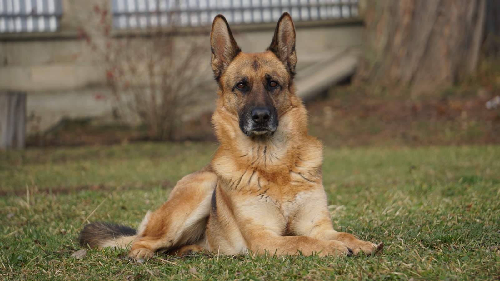 German Shepherds in Brentwood: What Owners Should Know About Energy, Shedding, and Long-Term Health